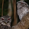 Papuan Frogmouths (baby on the right) <br />Canon EOS 7D + EF400 F5.6L + SPEEDLITE 380 + Better Beamer